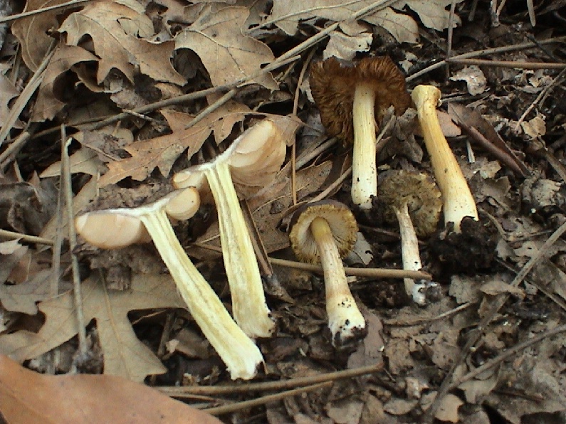Vari funghi primaverili